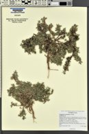Astragalus kentrophyta image