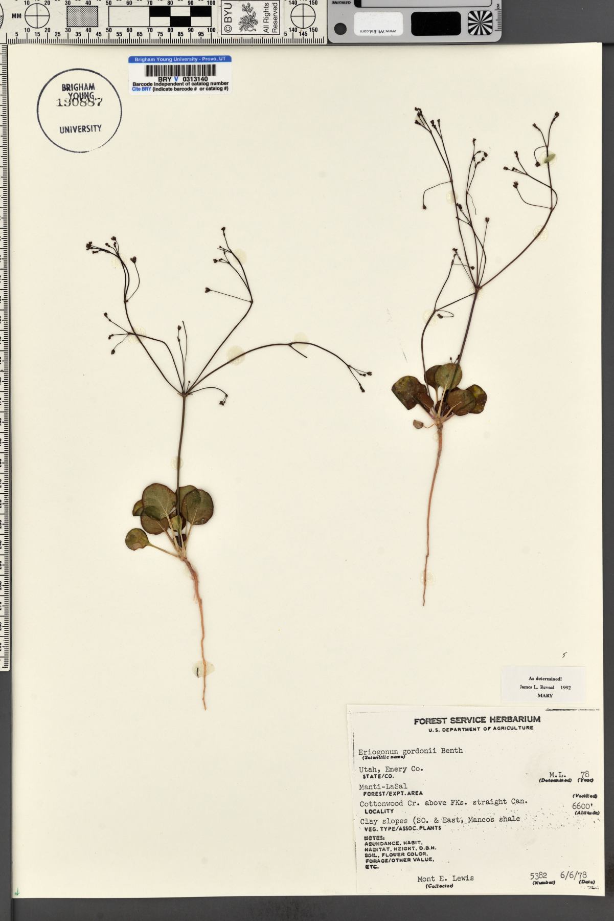 Eriogonum gordonii image