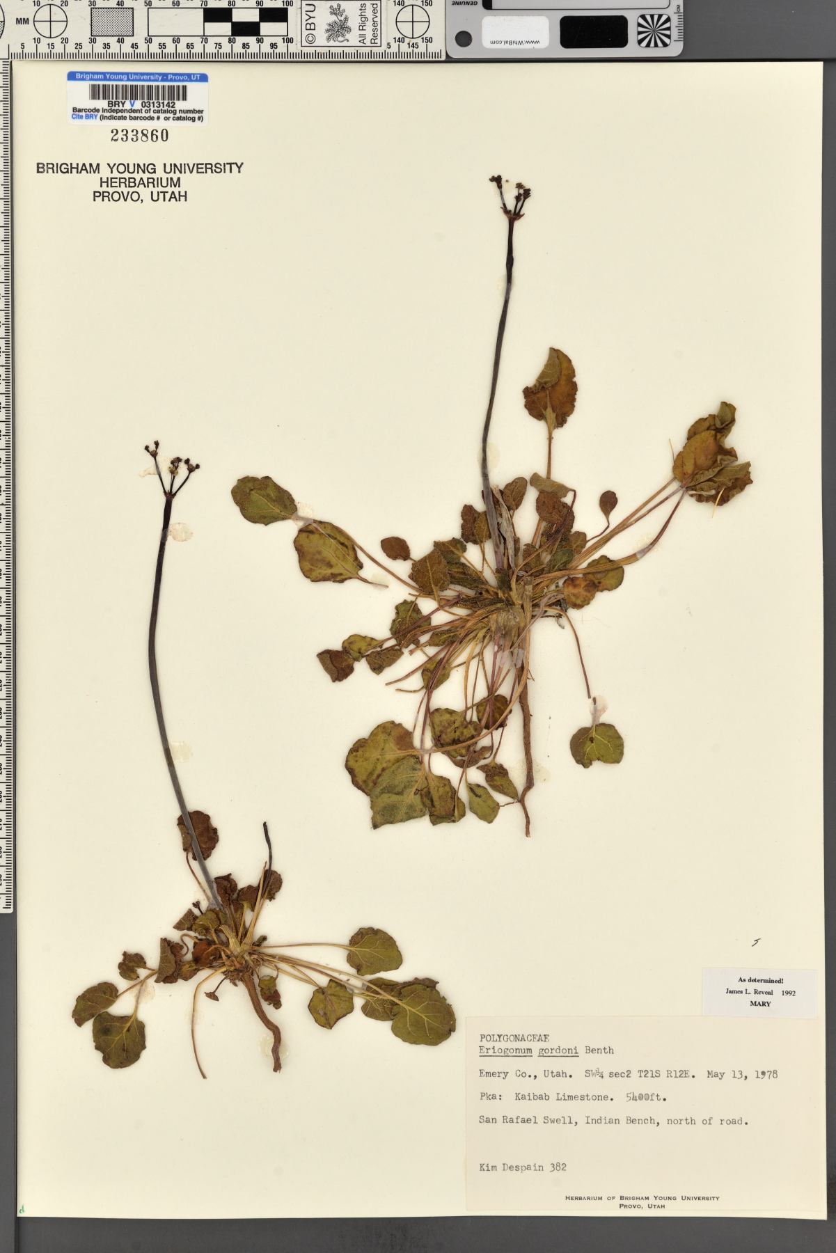 Eriogonum gordonii image