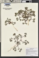 Psathyrotes annua image