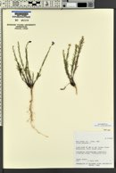 Linum lewisii image