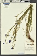 Linum lewisii image