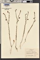 Linum pratense image