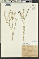 Linum lewisii image