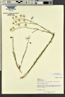 Linum lewisii image