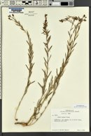 Linum lewisii image