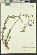 Linum lewisii image