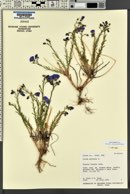 Linum lewisii image