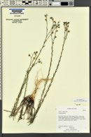 Linum lewisii image