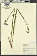 Linum lewisii image