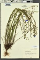Linum lewisii image