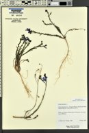 Linum lewisii image