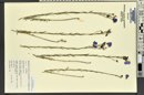 Linum lewisii image