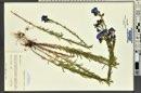 Linum lewisii image