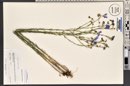 Linum lewisii image