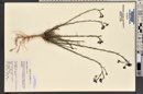 Linum lewisii image
