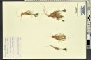 Dasyochloa pulchella image