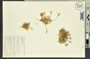 Dasyochloa pulchella image
