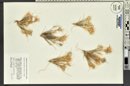 Dasyochloa pulchella image