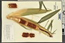 Zea mays image