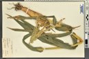 Zea mays image