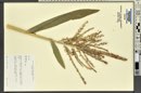 Zea mays image