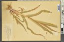 Zea mays image