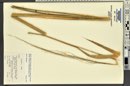 Zizania latifolia image