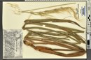 Zizania latifolia image