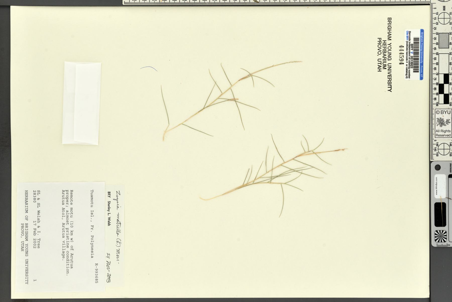 Zoysia image