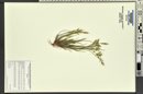 Vulpia microstachys image