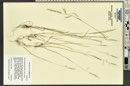 Vulpia microstachys image