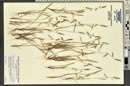 Vulpia microstachys image