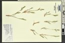 Vulpia microstachys image