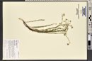 Linum lewisii image