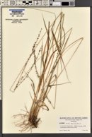 Uniola laxa image