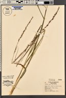 Uniola laxa image