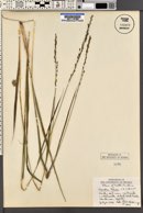 Uniola laxa image