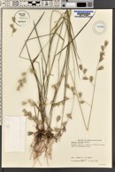 Uniola nitida image