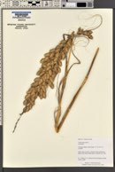 Uniola paniculata image