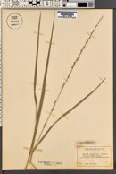 Uniola sessiliflora image