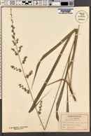 Uniola paniculata image