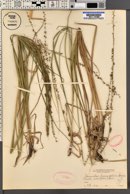 Uniola sessiliflora image