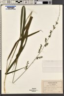 Uniola paniculata image