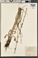 Uniola paniculata image