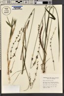 Uniola sessiliflora image