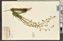 Linum lewisii image