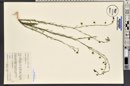 Linum lewisii image