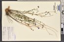 Linum lewisii image