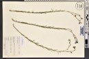 Linum lewisii image